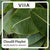 VIIA Ads